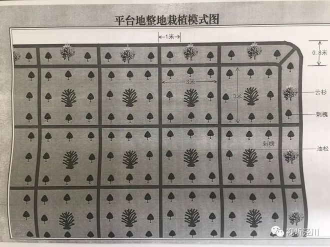 多米体育官方泾川县2018年秋季义务植树地点 任务 时间 栽植标准全在这里(图1)