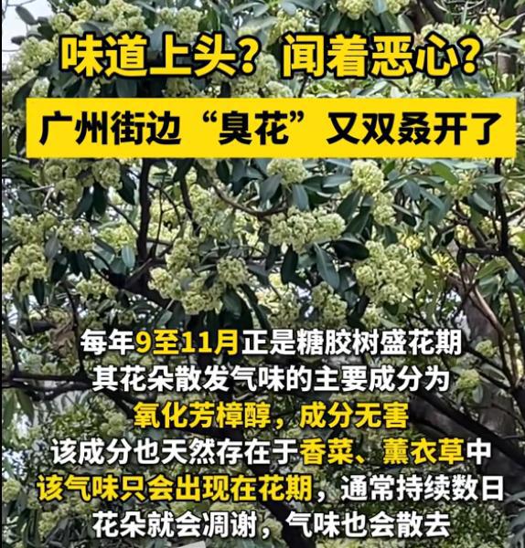 多米体育官方广州街头大批“臭树”集中开花街坊吐槽气味难闻专家给出解释(图5)